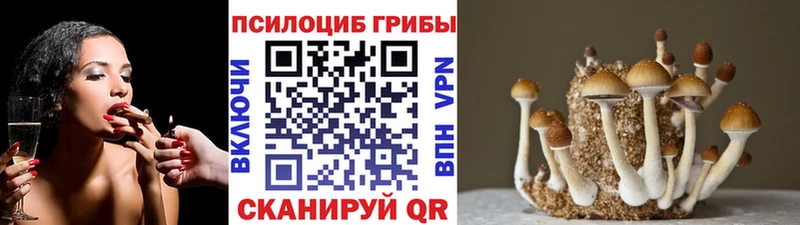 где найти   Георгиевск  дарк нет клад  Псилоцибиновые грибы Cubensis  ОМГ ОМГ сайт 